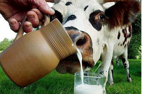очистка стоков молочных предприятий